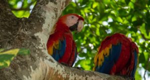 Costa Rica Land Borders Two Parrots in Tree