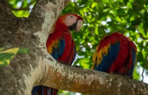Costa Rica Land Borders Two Parrots in Tree