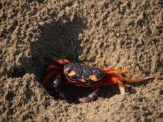 Land Borders to Costa Rica Open – But Not Yet for Everyone Land borders to Costa Rica Crab in the SandSan Crab