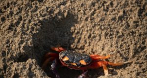 Land borders to Costa Rica Crab in the SandSan Crab