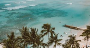 Tourism in the Americas Palm Trees White Sand