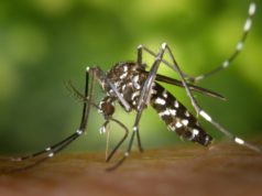 Dengue Vaccine Black and White Mosquito on Human