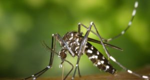 Dengue Vaccine Black and White Mosquito on Human