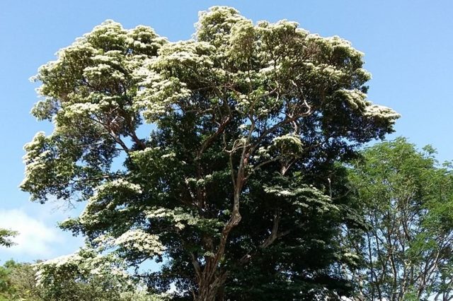 Arbor Day in Nicaragua El Madroño National Tree Nicaragua
