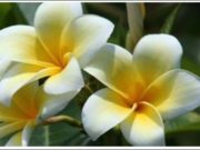 Independence Days Flower of Nicaragua