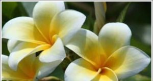 Independence Days Flower of Nicaragua