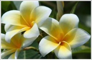 Independence Days Flower of Nicaragua