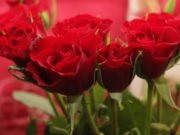 Valentines Day Red Roses