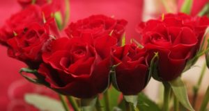 Valentines Day Red Roses