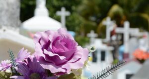 Día de los Muertos Flowers on a Grave in Sunshine