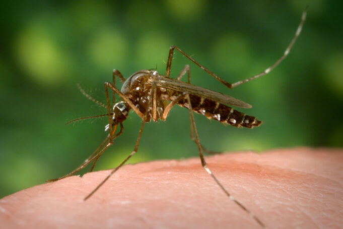 Yellow Fever Mosquito on Human Skin