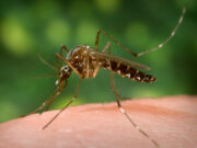 Yellow Fever Mosquito on Human Skin