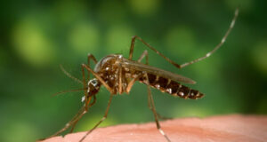 Yellow Fever Mosquito on Human Skin