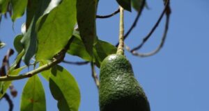 Nicaraguan Avocados Growing on Trees