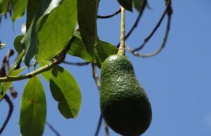 Nicaraguan Avocados Growing on Trees